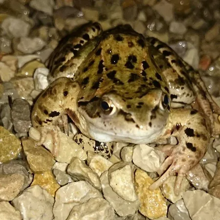 Gasthof A La Grenouille Du Jura Bellignat